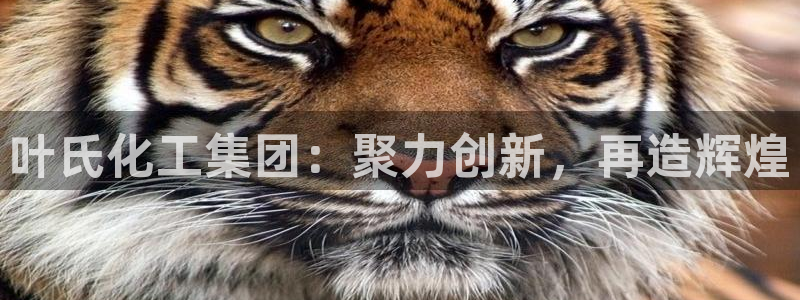球盟会可以提现么现在