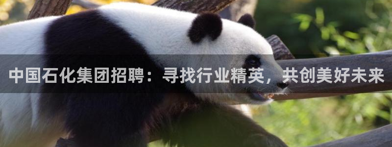 球盟会平台会黑单吗：中国石化集团招聘：寻找行业精英，共创美好